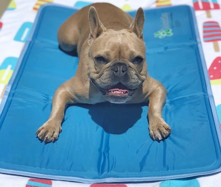 Cool Pet Pad - American Made Product
