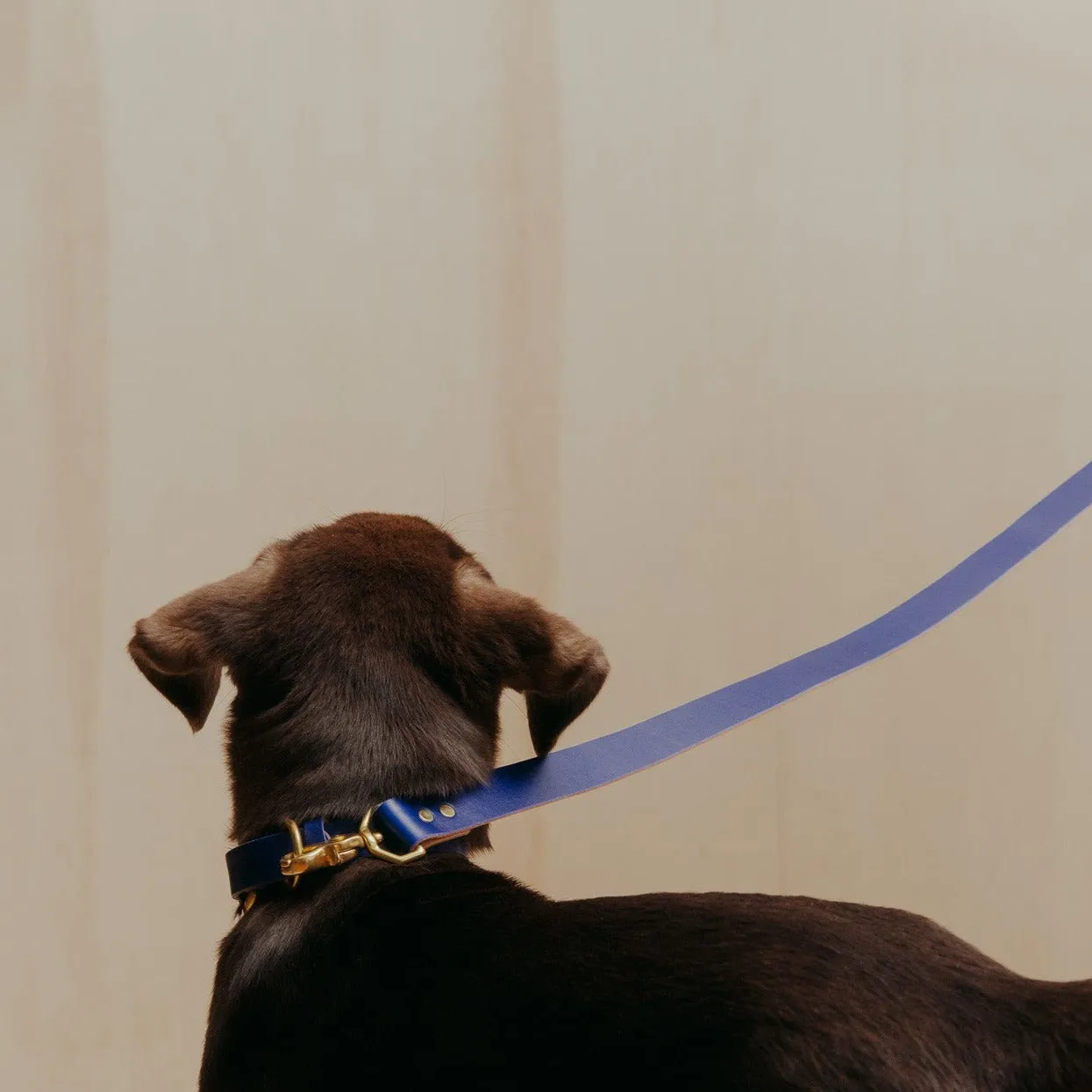 Pet Leash - Sabah Blue