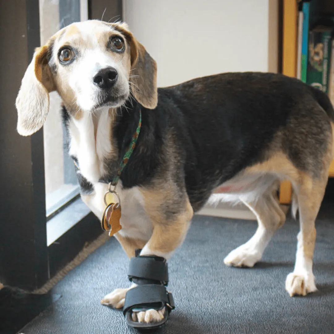 Walkin’ Bootie Dog Splint